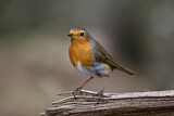 Image. Rotkehlchen
