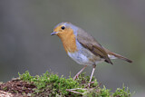 Image. Rotkehlchen