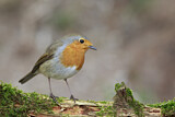 Image. Rotkehlchen