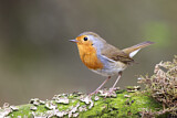 Image. Rotkehlchen