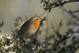 Image. Rotkehlchen