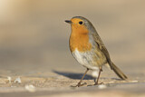 Image. Rotkehlchen