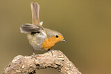 Image. Rotkehlchen