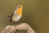 Image. Rotkehlchen