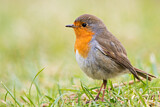 Image. Rotkehlchen