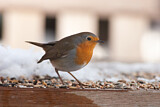 Image. Rotkehlchen