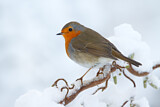 Image. Rotkehlchen