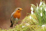 Image. Rotkehlchen