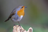 Image. Rotkehlchen