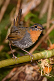 Image. Rotkehltapaculo