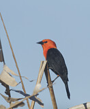 Image. Rotkopfstärling