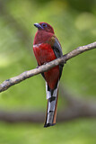 Image. Rotkopftrogon