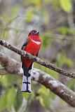 Image. Rotkopftrogon