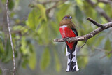 Image. Rotkopftrogon