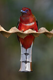 Image. Rotkopftrogon