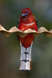 Image. Rotkopftrogon