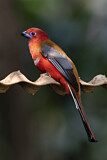 Image. Rotkopftrogon
