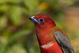 Image. Rotkopftrogon