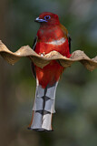 Image. Rotkopftrogon