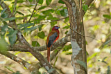 Image. Rotkopftrogon