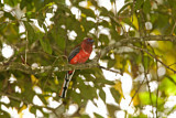 Image. Rotkopftrogon