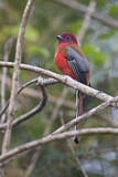 Image. Rotkopftrogon