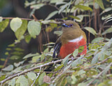 Image. Rotkopftrogon