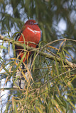 Image. Rotkopftrogon