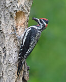 Image. Rotnacken-Saftlecker