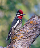 Image. Rotnacken-Saftlecker