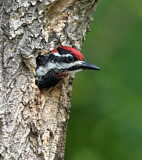 Image. Rotnacken-Saftlecker