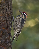 Image. Rotnacken-Saftlecker