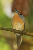Image. Rotscheitel-Faulvogel