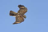 Image. Rotschulterbussard