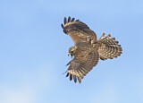 Image. Rotschulterbussard