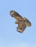 Image. Rotschulterbussard
