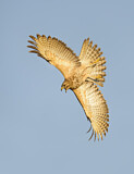 Image. Rotschulterbussard