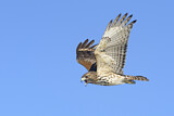Image. Rotschulterbussard