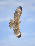 Image. Rotschulterbussard