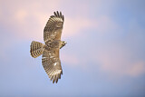 Image. Rotschulterbussard