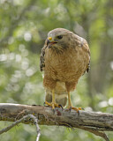 Image. Rotschulterbussard