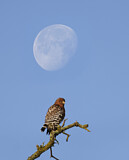 Image. Rotschulterbussard