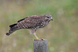 Image. Rotschulterbussard