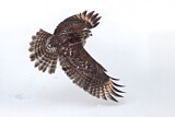Image. Rotschulterbussard