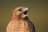 Image. Rotschulterbussard