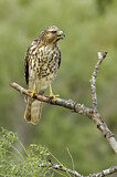 Image. Rotschulterbussard