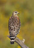 Image. Rotschulterbussard