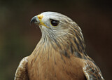 Image. Rotschulterbussard