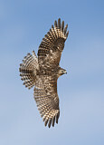 Image. Rotschulterbussard