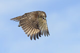 Image. Rotschulterbussard